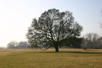 eiche bei jasebeck